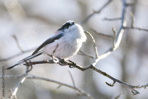 Obraz マシュマロのような白くかわいい小鳥、公園や庭で見られる人気者のエナガ