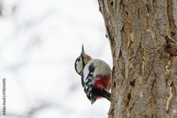 Fototapeta 木に止まるアカゲラ