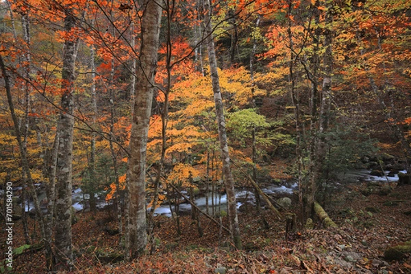 Obraz 紅葉の中を流れる渓流