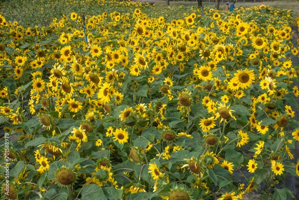 Fototapeta sunflower