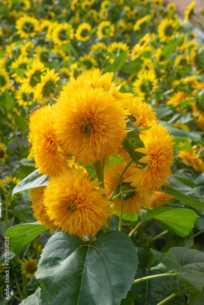 Fototapeta sunflower