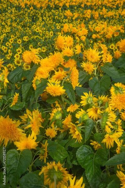 Fototapeta sunflower