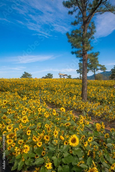 Fototapeta sunflower