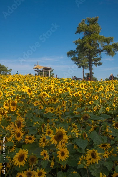 Fototapeta sunflower