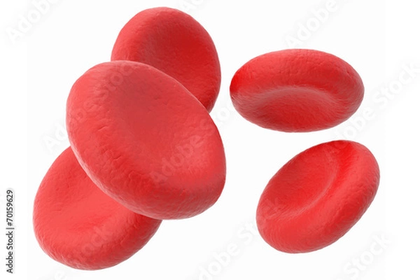 Obraz blood cells