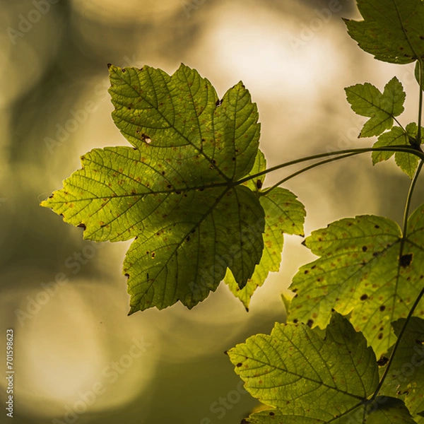 Fototapeta Blätter des Ahorn mit einem schönen Hintergrund.