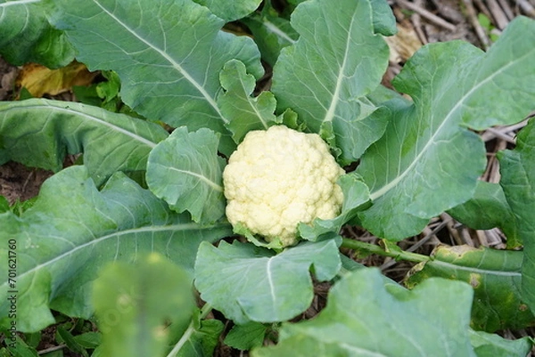 Fototapeta vegetable garden cauliflower in the garden
