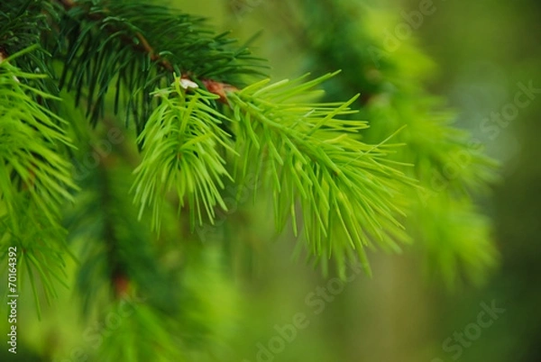 Fototapeta Pine needles