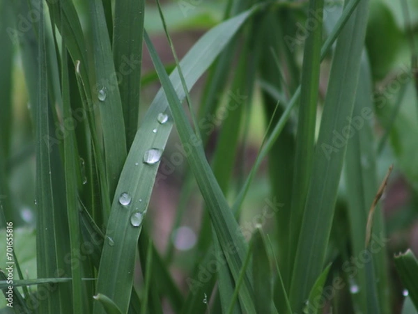 Obraz Green grass with raindrops on it