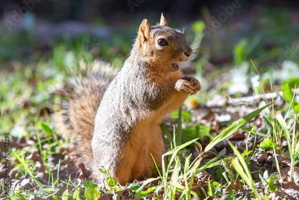 Obraz Squirrel looking like he got caught