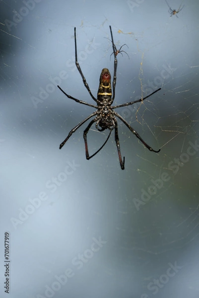 Obraz Kenia Africa Spider