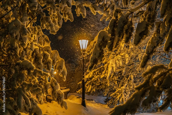 Obraz tree in the night