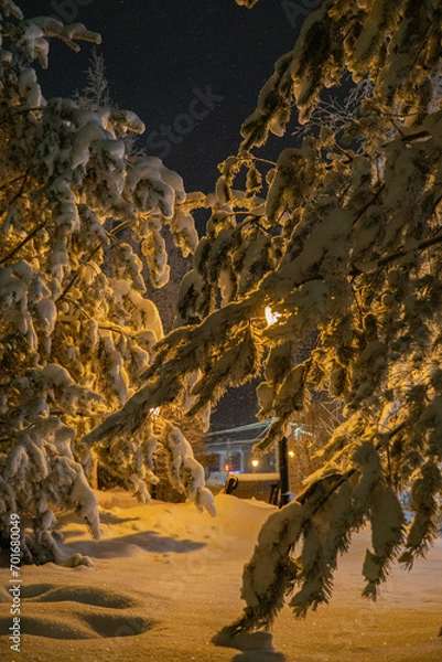 Obraz winter in the park