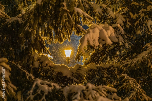 Obraz light in the park