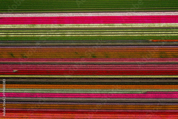 Fototapeta aerial overhead shot of colorful horizontally striped tulips field