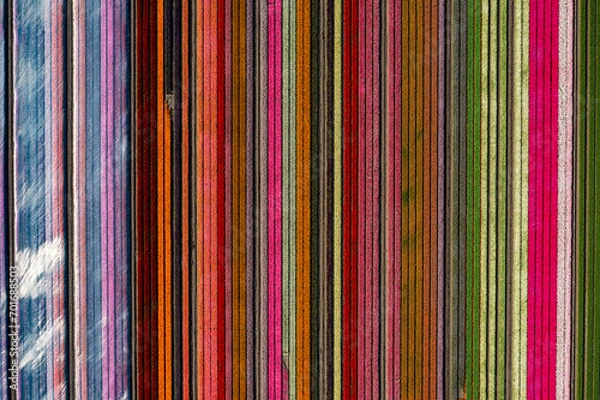 Fototapeta aerial overhead shot of colorful vertically striped tulips field