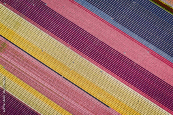 Fototapeta aerial overhead shot of colorful stripes of tulips and hyacinths