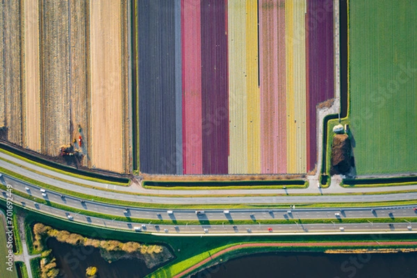 Fototapeta aerial overhead view of colorful fields of flowers with traffic on street