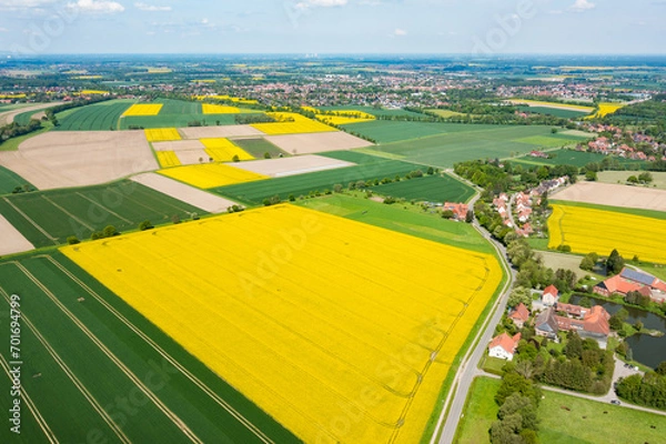 Fototapeta aerial view of a field of sunflowers and canolas