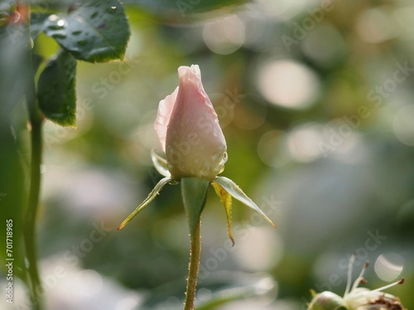 Fototapeta 白いバラ　アイスバーグ　つぼみ