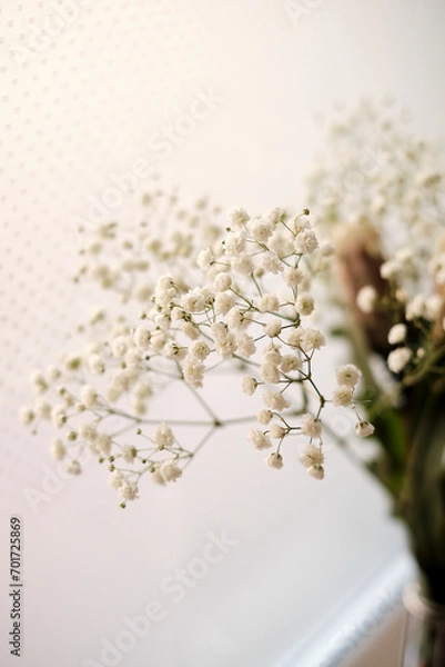 Obraz A branch of gypsophila