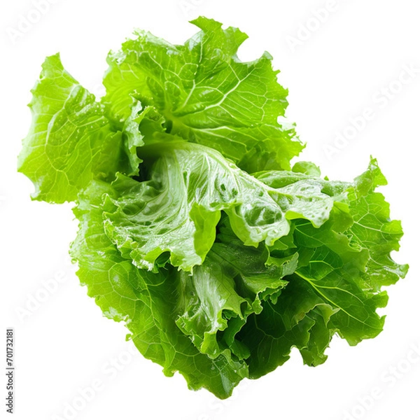 Obraz Lettuce leaves on a white background