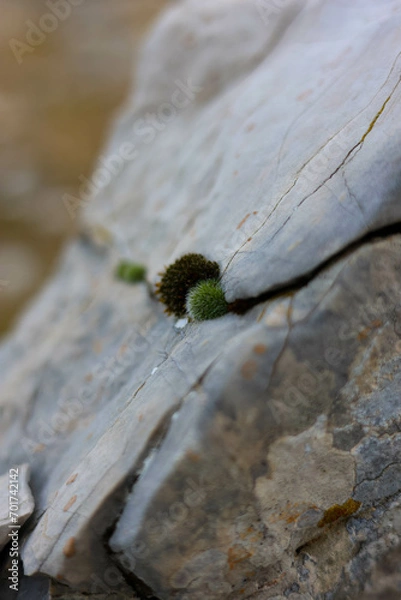 Obraz green moss on the stone