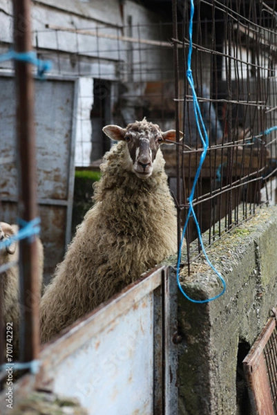 Fototapeta sheep on a farm