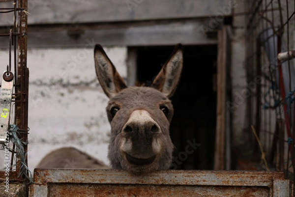 Obraz donkey in the farm