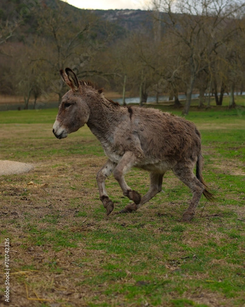 Obraz donkey in the field