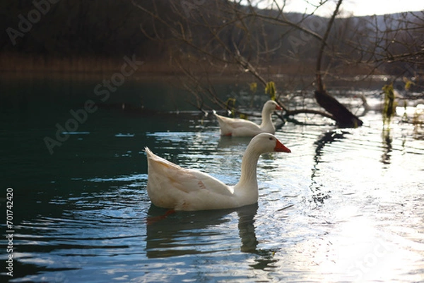 Obraz geese on water