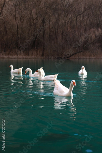 Fototapeta geese on river