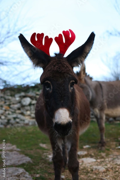 Obraz donkey celebrating christmas
