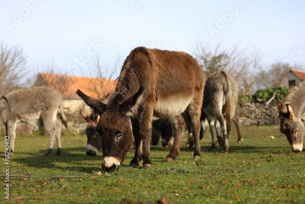 Obraz donkeys on the field