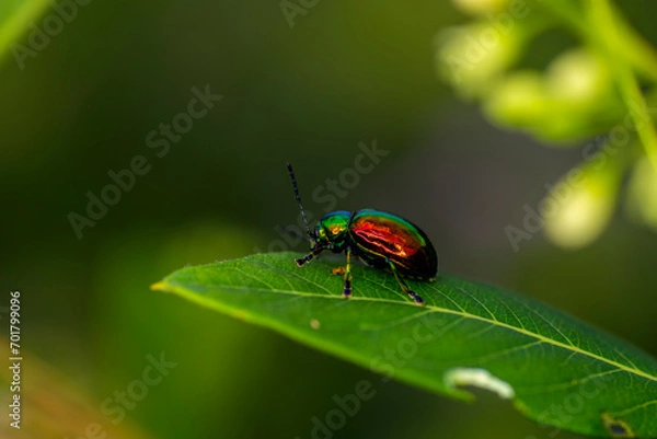 Fototapeta fluorescent beetle on a leaf