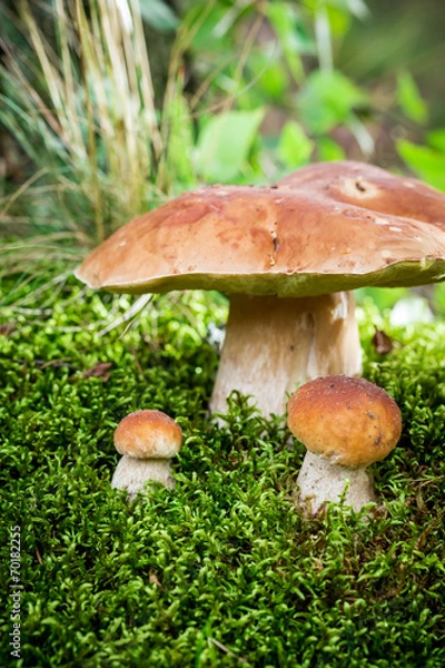 Obraz Boletus mushroom on moss in the forest at sunset