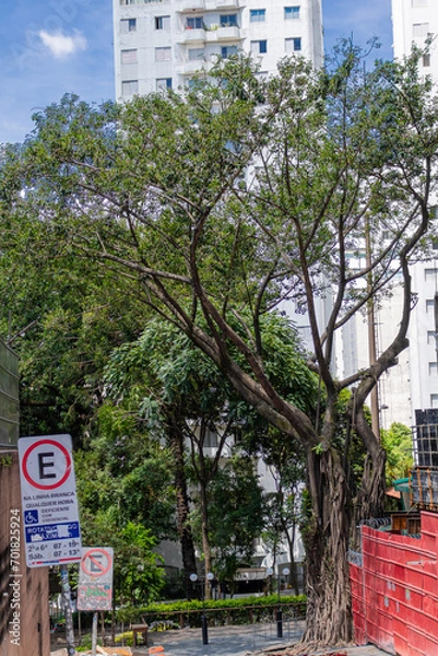 Obraz Normal Tree on the streets of sao paulo brazil