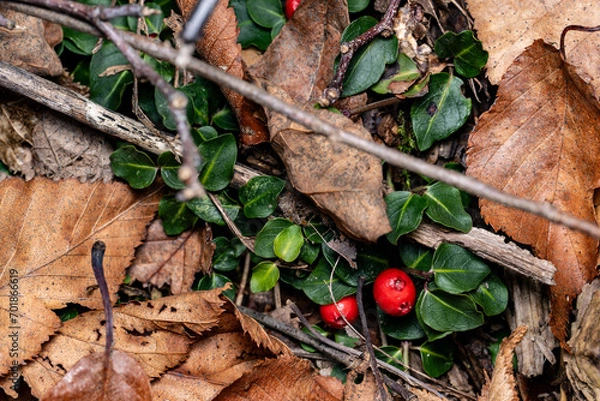 Obraz Mitchella repens Partridgeberry
