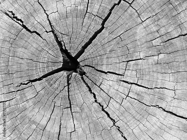 Obraz crack on stump
