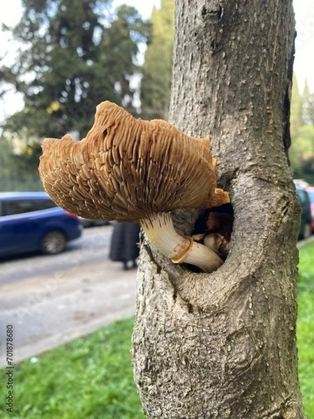 Fototapeta Odd mushroom grown inside a tree hole, close up
