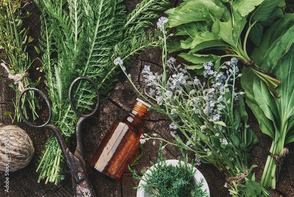 Fototapeta Medicinal infusion bottle, mortar and bunches of fresh medicinal herbs - forget me not, plantain, juniper, yarrow, shepherd purse, viburnum leaves. Top view, flat lay. Alternative herbal medicine.