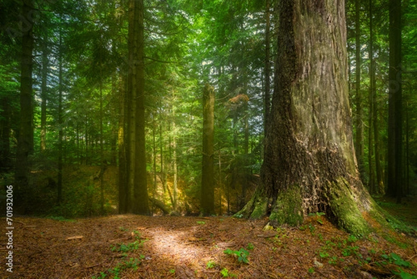 Fototapeta path in the forest