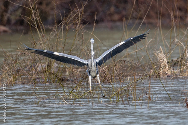 Fototapeta landing heron