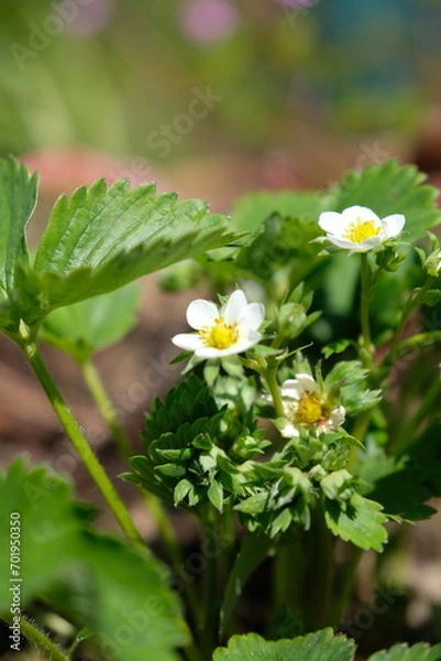 Fototapeta Erdbeerblüte - Erdbeeren blühen im Frühjahr