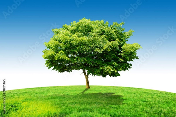 Obraz one tree grass and sky