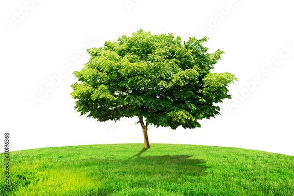 Obraz one tree and grass