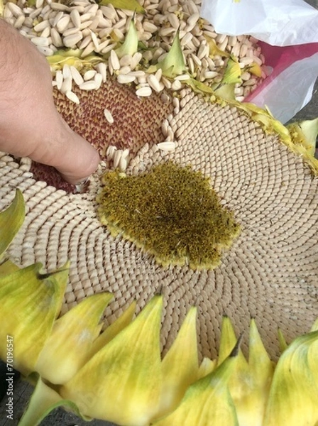 Obraz подсолнух