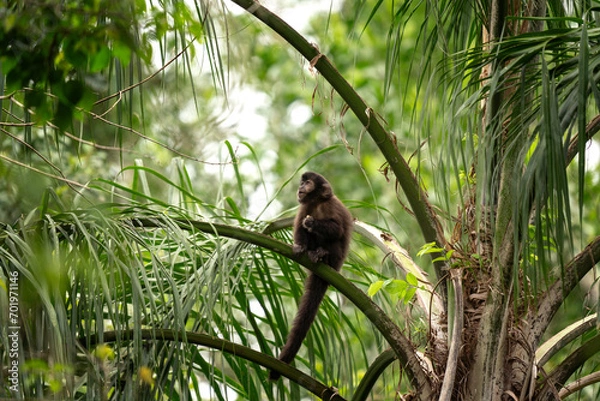 Fototapeta Black capuchin monkey in Iguazu falls national park. Sapajus nigritus in the rainforest. Small dark monkeys is climbing up in Argentina forest.