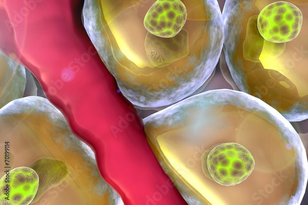 Fototapeta cell, vein