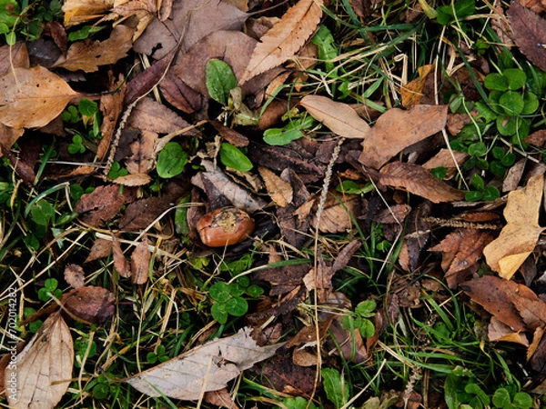 Fototapeta 冬の公園の地面の落ち葉と野草の風景